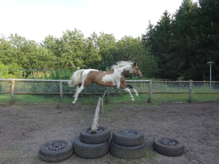 NRPS Wallach 3 Jahre 161 cm Buckskin in Well L