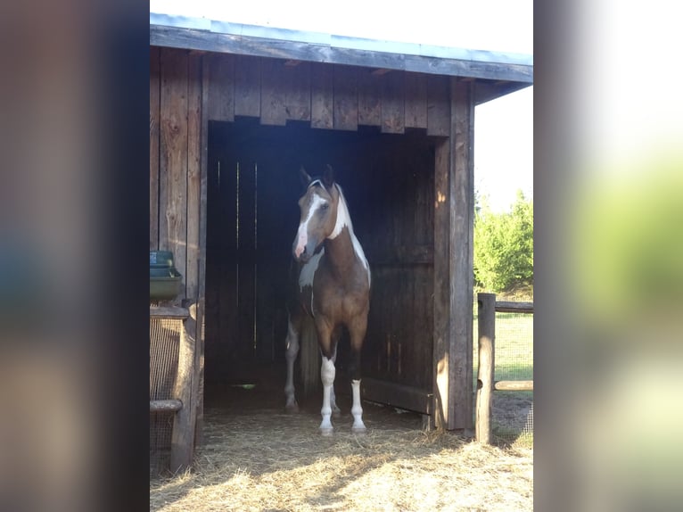 NRPS Wallach 3 Jahre 161 cm Buckskin in Well L