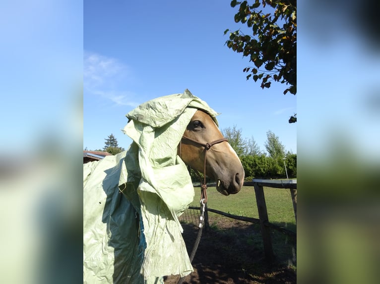 NRPS Wallach 3 Jahre 161 cm Buckskin in Well L