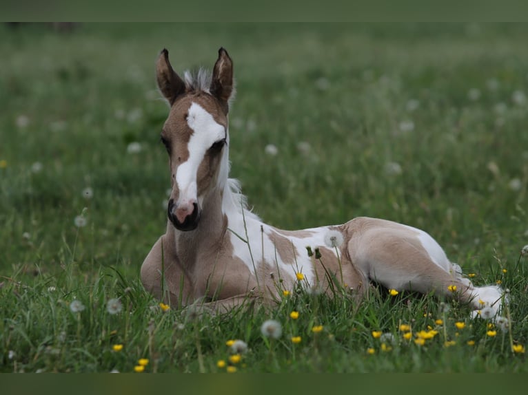 NRPS Wallach 3 Jahre 163 cm Buckskin in Well L