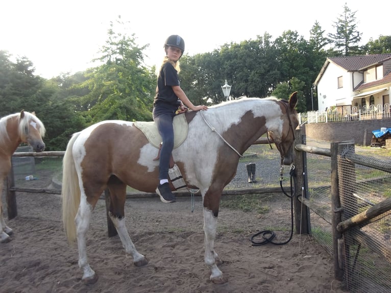 NRPS Wallach 3 Jahre 163 cm Buckskin in Well L