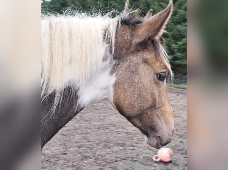 NRPS Wallach 3 Jahre 163 cm Buckskin in Well L