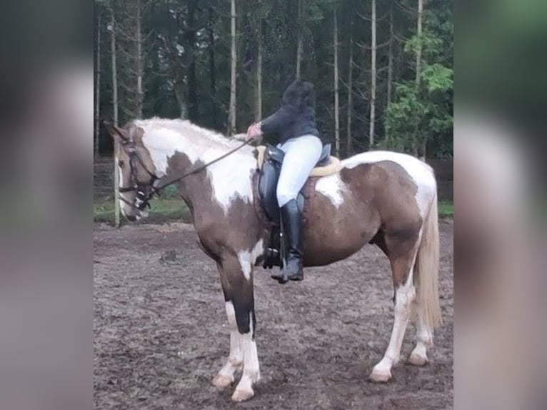 NRPS Wallach 3 Jahre 163 cm Buckskin in Well L
