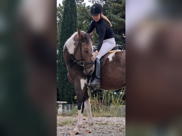 NRPS Wallach 3 Jahre 163 cm Buckskin in Well L