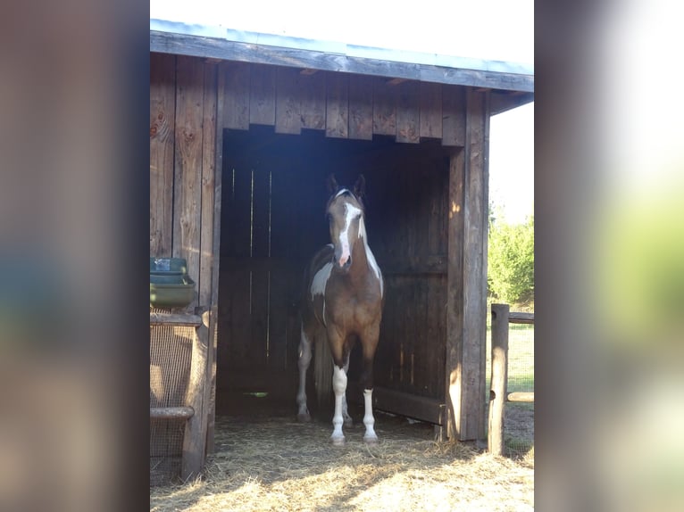 NRPS Wallach 3 Jahre 163 cm Buckskin in Well L