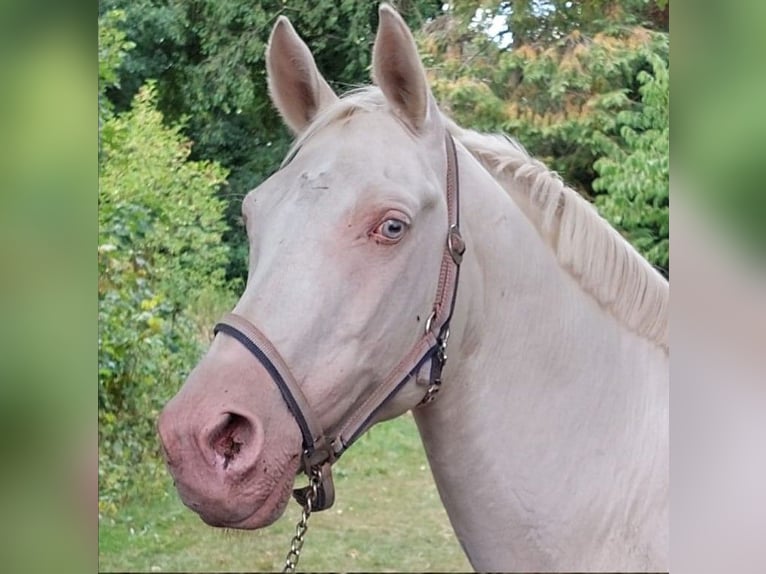 NRPS Wallach 3 Jahre 163 cm Buckskin in Well L