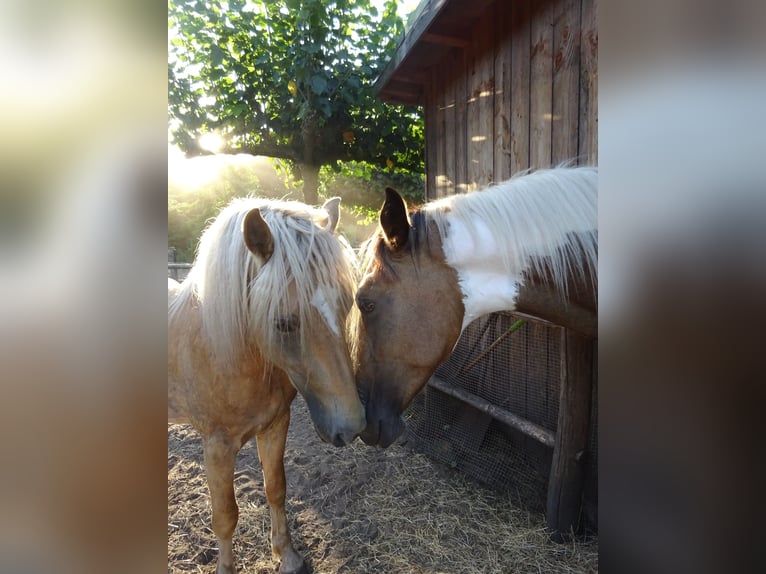 NRPS Wallach 3 Jahre 163 cm Buckskin in Well L