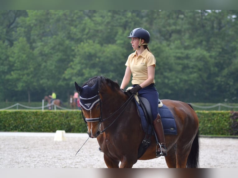 NRPS Wallach 3 Jahre 170 cm Buckskin in Oss