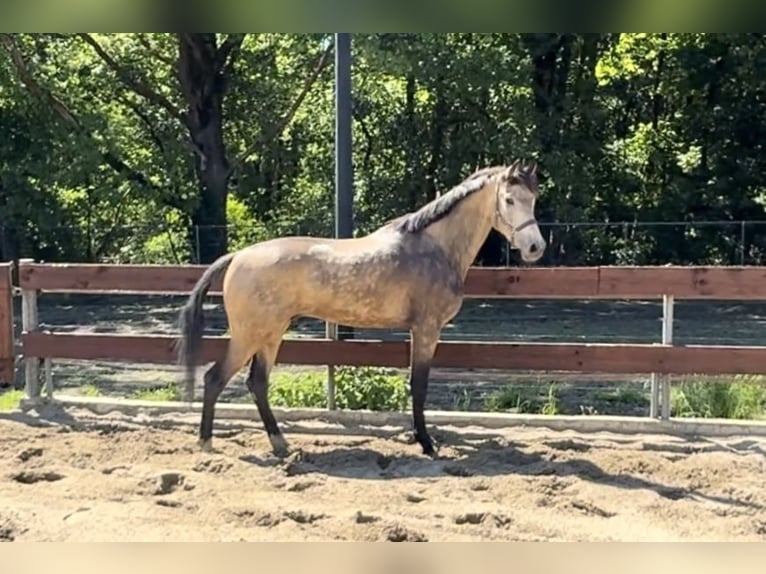 NRPS Wallach 3 Jahre 170 cm Buckskin in Oss