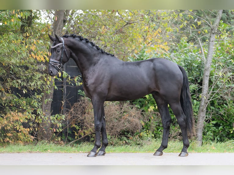 NRPS Wallach 3 Jahre 170 cm Rappe in Oosterhout