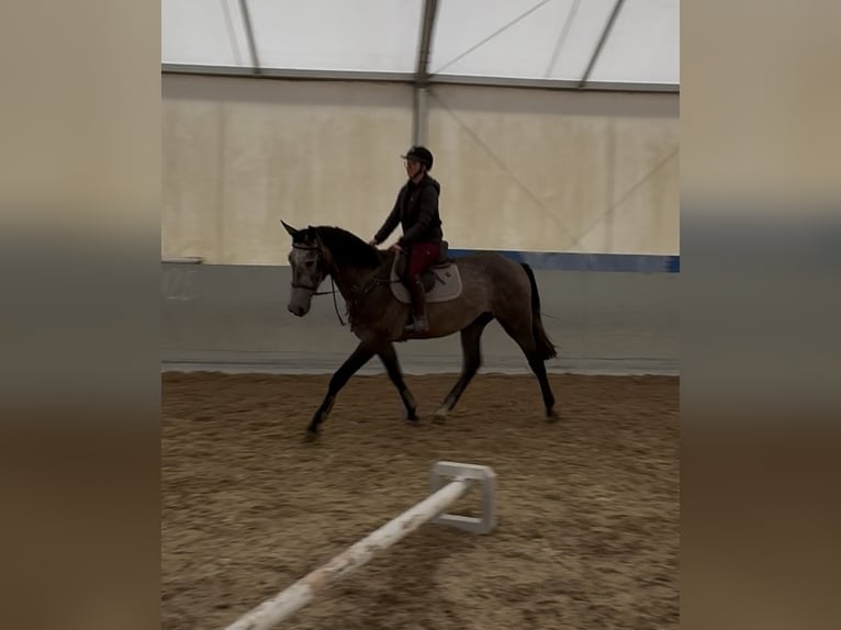 NRPS Wallach 3 Jahre 172 cm  in Waidhaus
