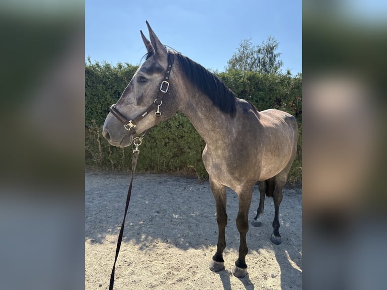 NRPS Wallach 3 Jahre 172 cm  in Waidhaus
