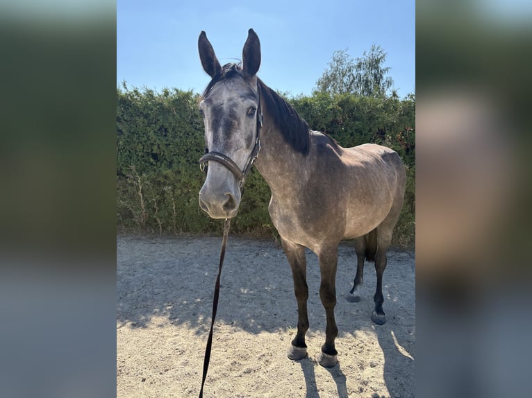 NRPS Wallach 3 Jahre 172 cm  in Waidhaus