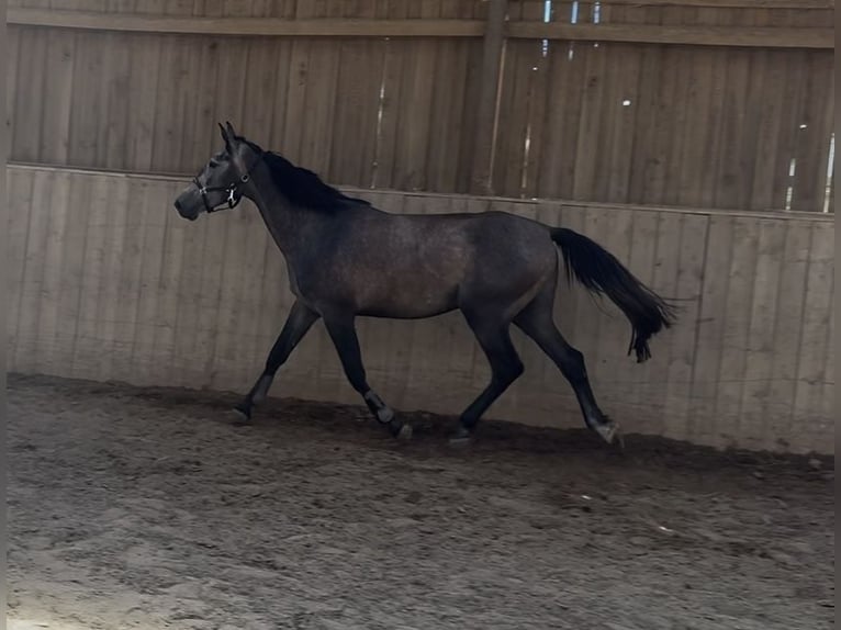 NRPS Wallach 3 Jahre 172 cm  in Waidhaus