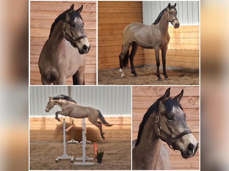 NRPS Wallach 3 Jahre  in Den Ham