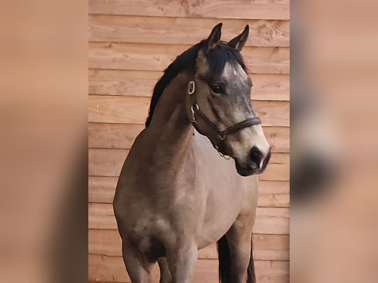 NRPS Wallach 3 Jahre  in Den Ham