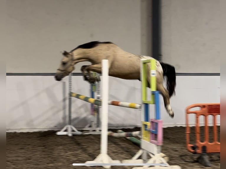 NRPS Wallach 4 Jahre 141 cm Falbe in Laois