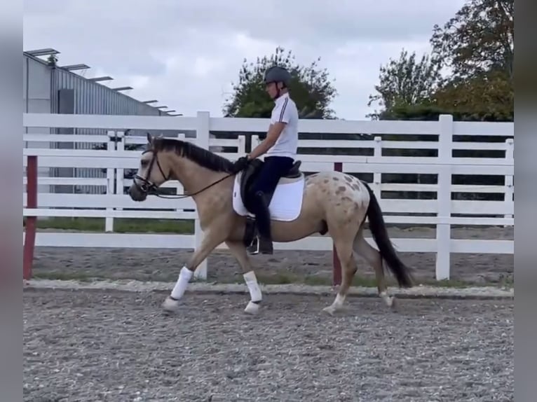 NRPS Wallach 4 Jahre 141 cm Falbe in Laois
