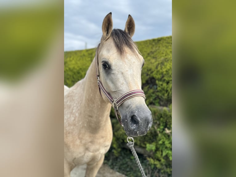 NRPS Wallach 4 Jahre 141 cm Falbe in Laois