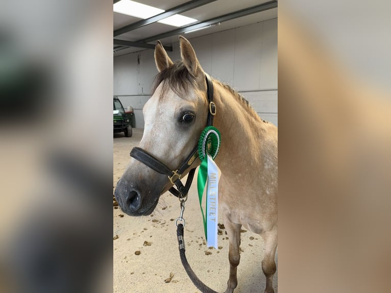 NRPS Wallach 4 Jahre 141 cm Falbe in Laois