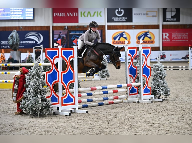 NRPS Wallach 4 Jahre 146 cm Brauner in Maria Hoop