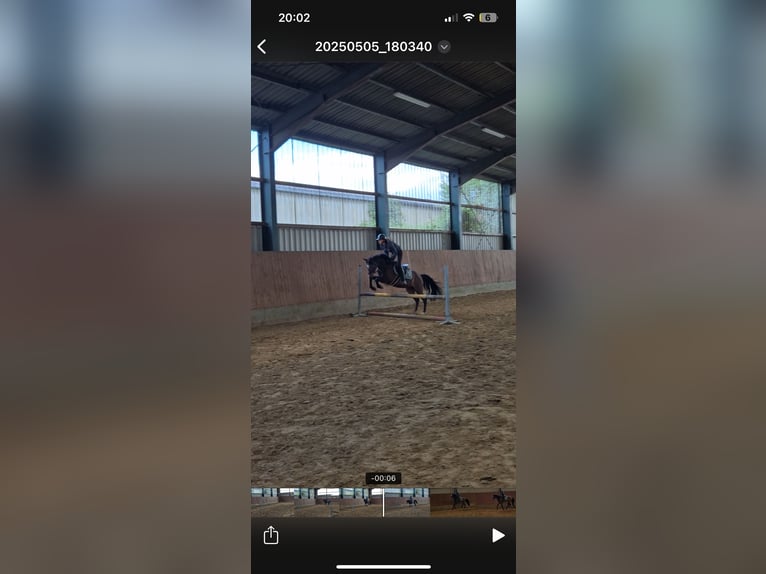 NRPS Wallach 4 Jahre 147 cm Brauner in Hünxe