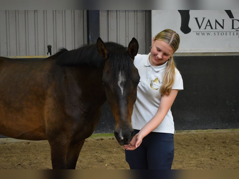 NRPS Wallach 4 Jahre 147 cm Dunkelbrauner in Lexmond