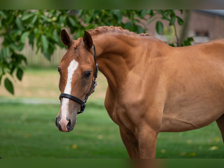 NRPS Wallach 4 Jahre 148 cm Fuchs in GROTE-BROGEL