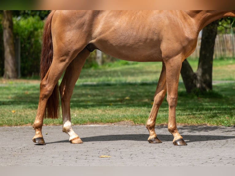 NRPS Wallach 4 Jahre 148 cm Fuchs in GROTE-BROGEL