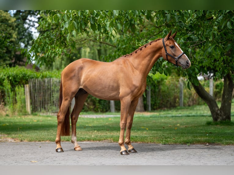 NRPS Wallach 4 Jahre 148 cm Fuchs in GROTE-BROGEL