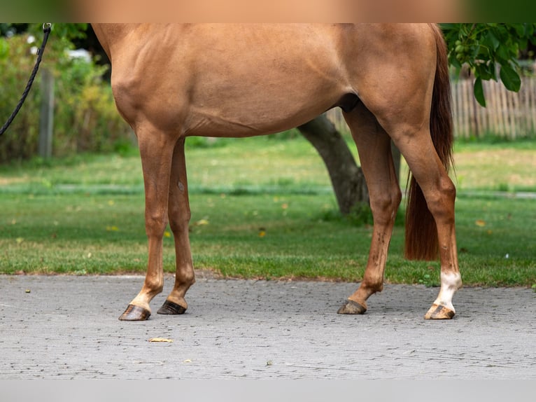 NRPS Wallach 4 Jahre 148 cm Fuchs in GROTE-BROGEL