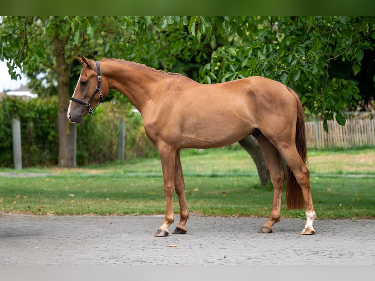 NRPS Wallach 4 Jahre 148 cm Fuchs in GROTE-BROGEL