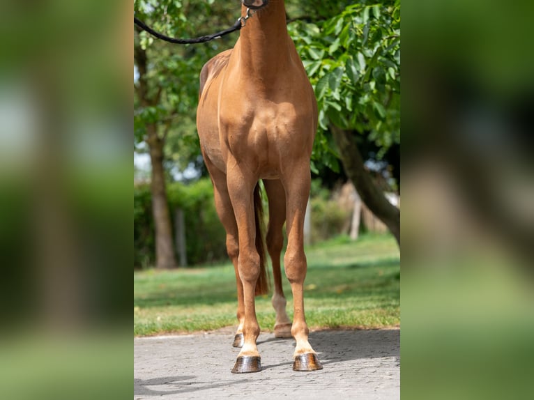 NRPS Wallach 4 Jahre 148 cm Fuchs in GROTE-BROGEL