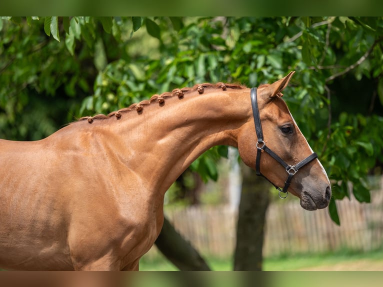 NRPS Wallach 4 Jahre 148 cm Fuchs in GROTE-BROGEL