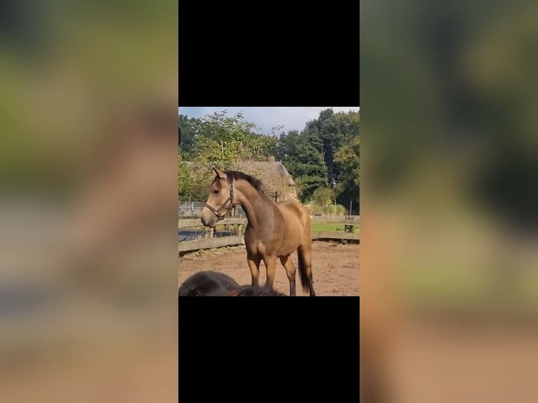 NRPS Wallach 4 Jahre 155 cm Falbe in Zwinderen