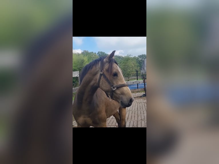 NRPS Wallach 4 Jahre 155 cm Falbe in Zwinderen