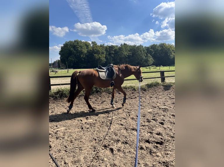 NRPS Wallach 4 Jahre 157 cm Fuchs in Dülmen