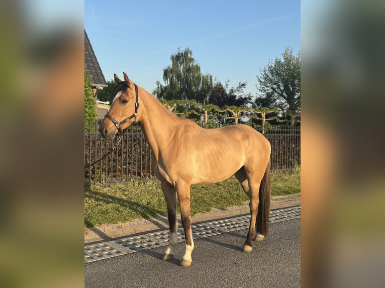 NRPS Wallach 4 Jahre 162 cm in Wagenberg