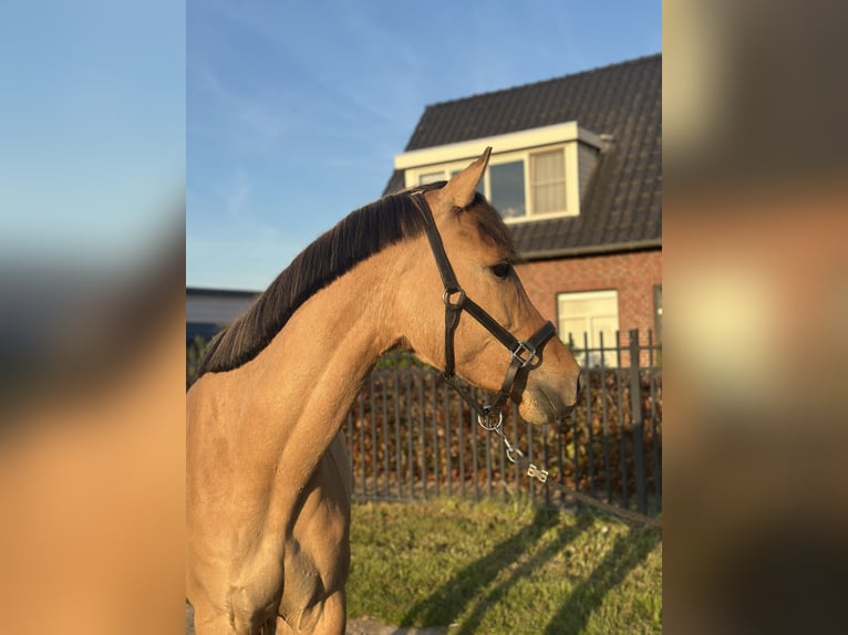 NRPS Wallach 4 Jahre 162 cm in Wagenberg