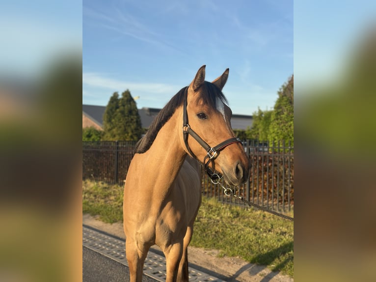 NRPS Wallach 4 Jahre 162 cm in Wagenberg
