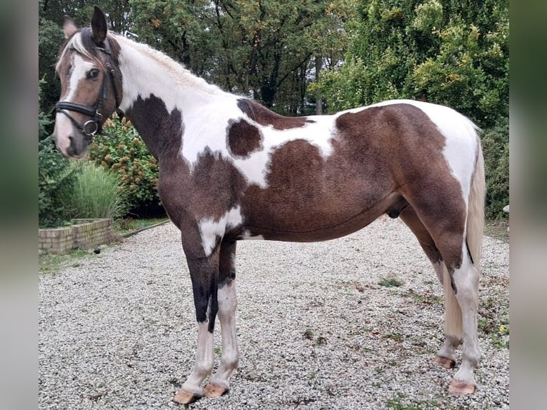 NRPS Wallach 4 Jahre 163 cm Buckskin in Well L