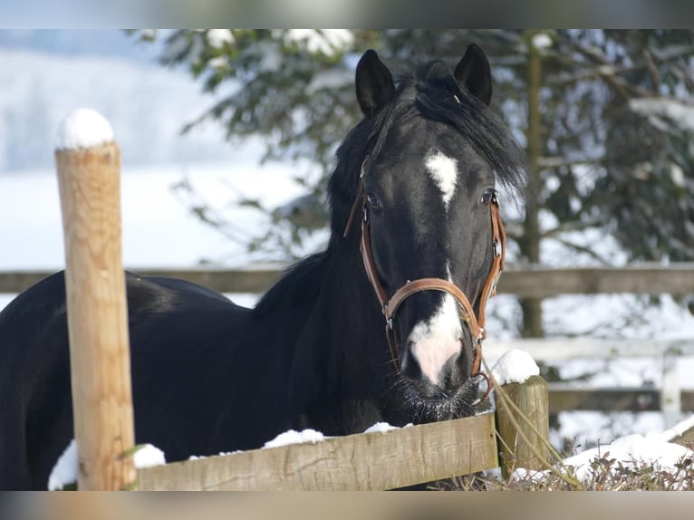 NRPS Wallach 4 Jahre 163 cm Rappe in Stolberg (Rheinland)Stolberg