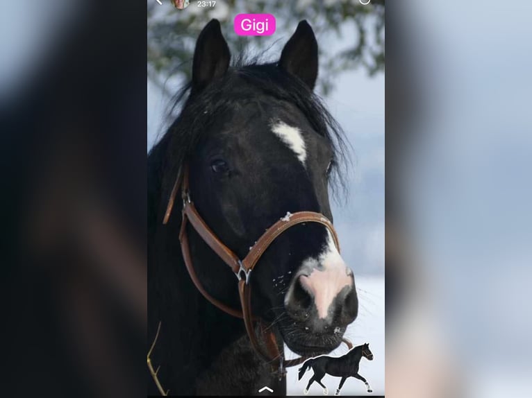 NRPS Wallach 4 Jahre 163 cm Rappe in Stolberg (Rheinland)Stolberg