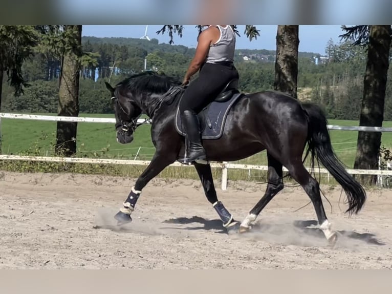 NRPS Wallach 4 Jahre 163 cm Rappe in Stolberg (Rheinland)Stolberg