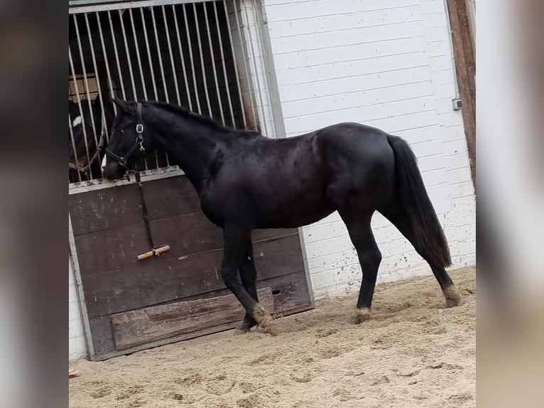 NRPS Wallach 4 Jahre 163 cm Rappe in Stolberg (Rheinland)Stolberg