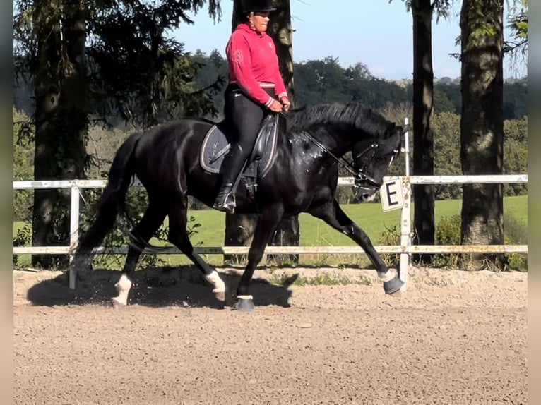 NRPS Wallach 4 Jahre 163 cm Rappe in Stolberg (Rheinland)Stolberg