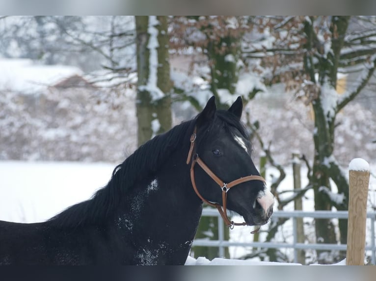 NRPS Wallach 4 Jahre 163 cm Rappe in Stolberg (Rheinland)Stolberg