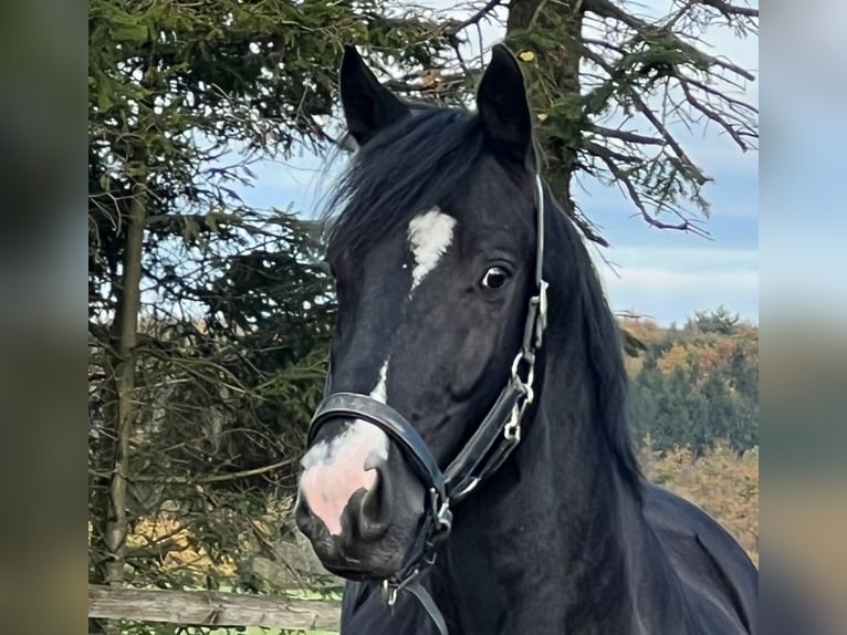 NRPS Wallach 4 Jahre 163 cm Rappe in Stolberg (Rheinland)Stolberg