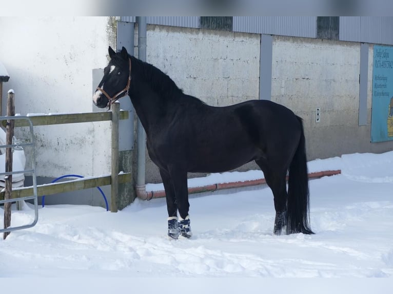 NRPS Wallach 4 Jahre 163 cm Rappe in Stolberg (Rheinland)Stolberg