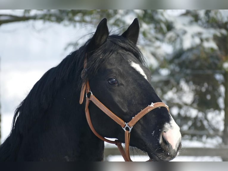 NRPS Wallach 4 Jahre 163 cm Rappe in Stolberg (Rheinland)Stolberg